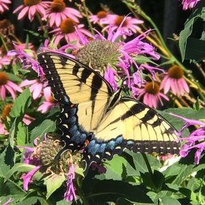 Meet your Posher, Lacy